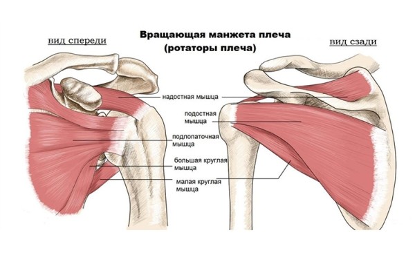 Для красивой осанки: 10 упражнений на плечи, доступных в домашних условиях (ВИДЕО)